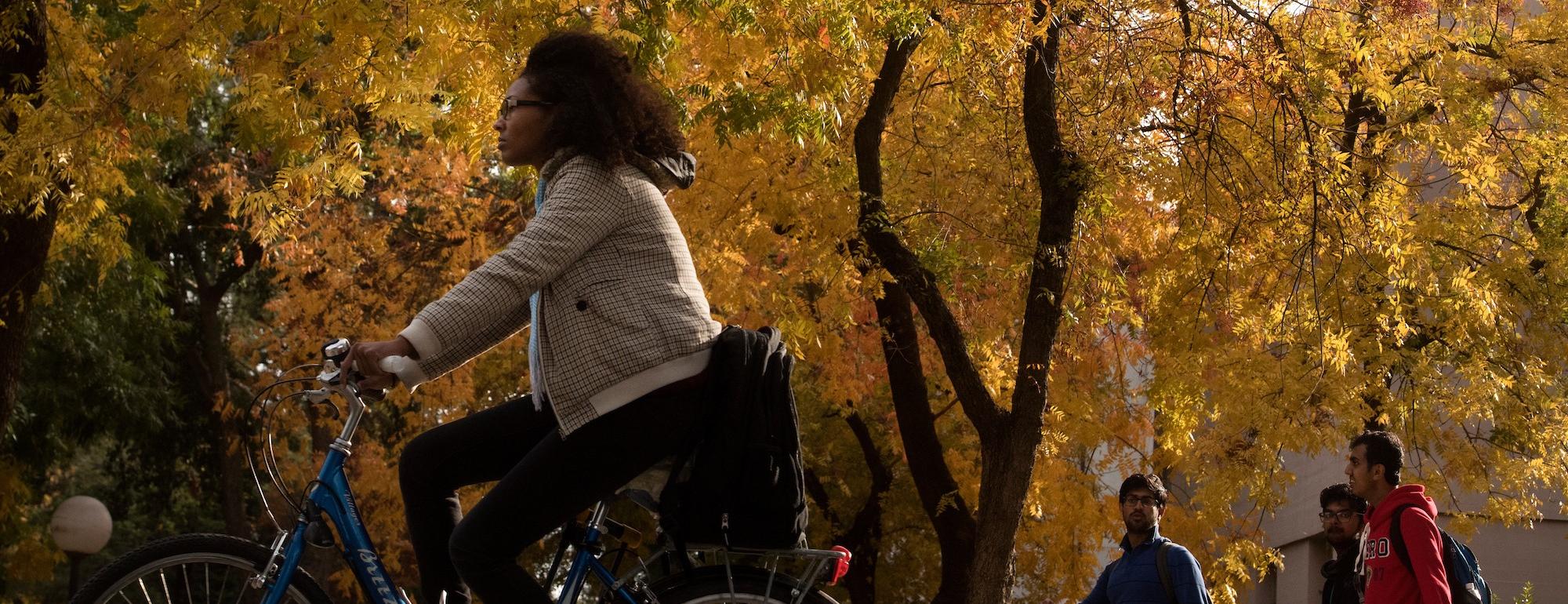 bike yellow tree